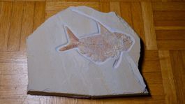 Fossil - Nematonotus longspinatus