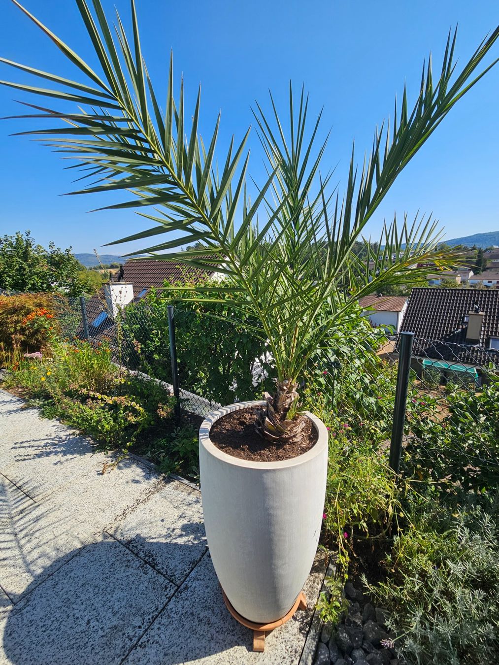 Plantes & graines: Phoenix dactylifera, Dattelpalme – Neuf (Voir description) à Therwil par Racingr6
