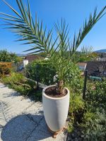 Phoenix dactylifera, Dattelpalme