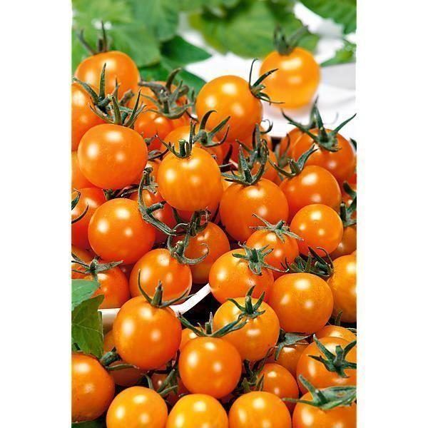 Piante & sementi: 20 Samen Tomate FIGIEL Orange – Nuovo (secondo la descrizione) da Ehrendingen venduto da VerveinaSamen 1