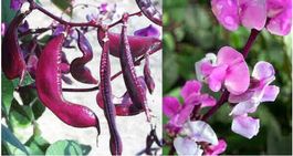 Kletterpflanze Ägyptische Bohne- Lablab purpureus  / 4 Samen