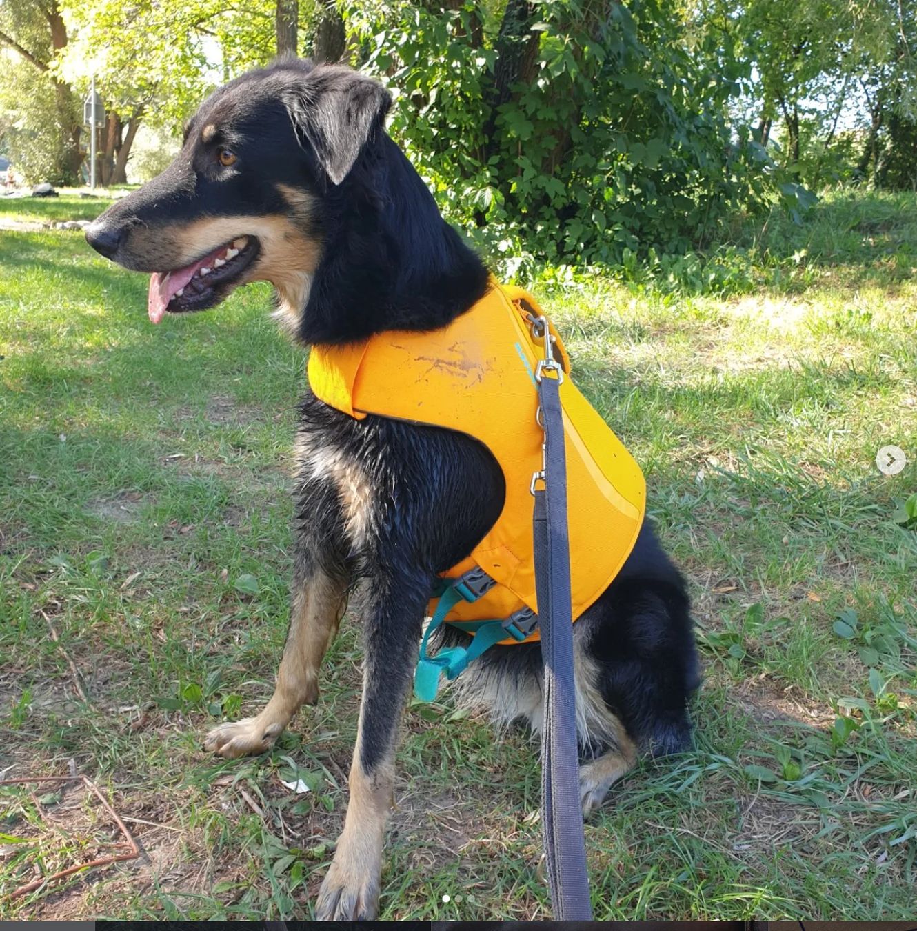 Abbigliamento: Ruffwear Float Coat™ Schwimmweste Wave Orange, M – Nuovo (secondo la descrizione) da Zürich venduto da NinaS86