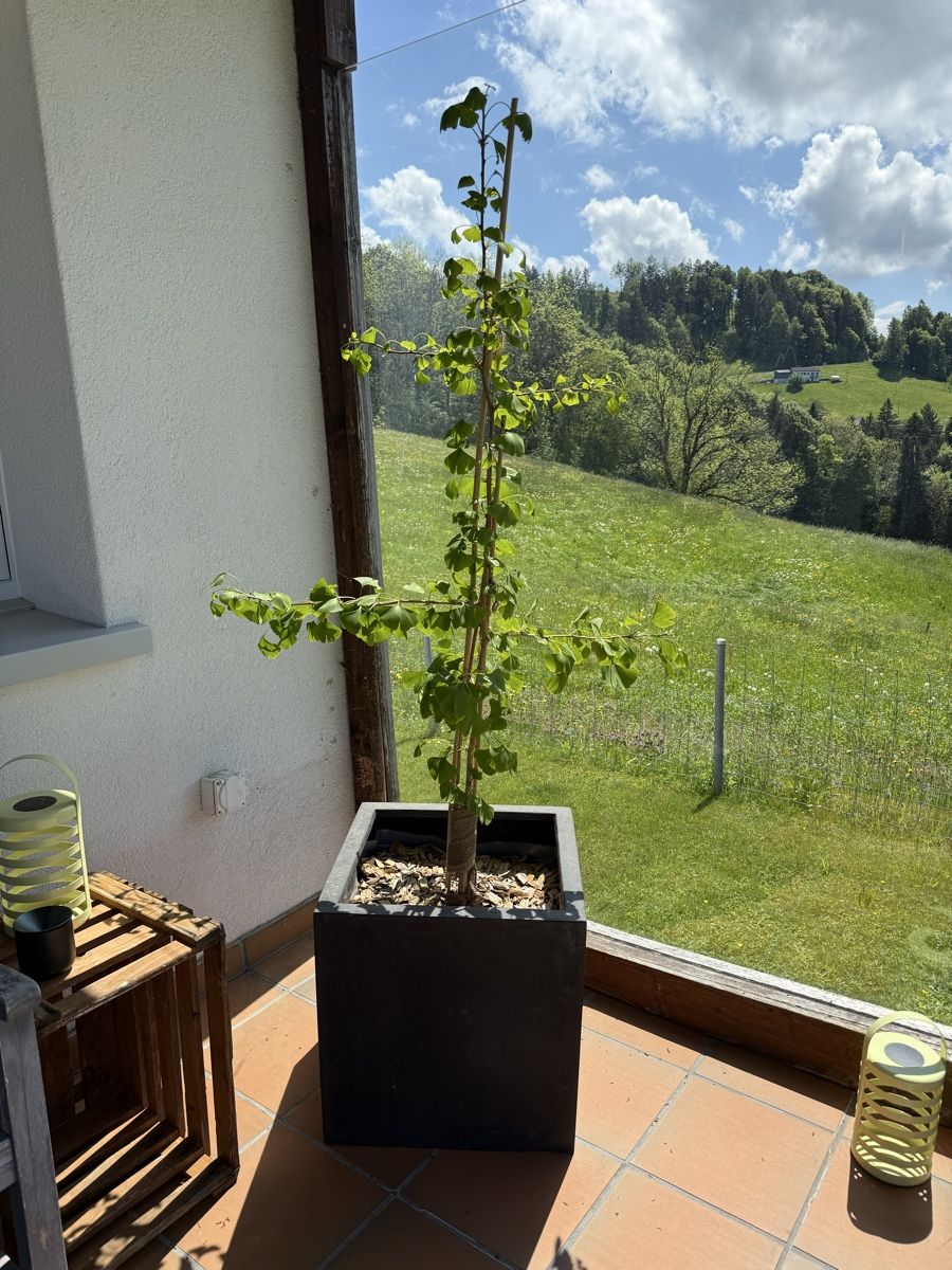 Pflanzen & Samen: Ginkgo komplett mit Topf – Gebraucht aus Rehetobel von bodystyl