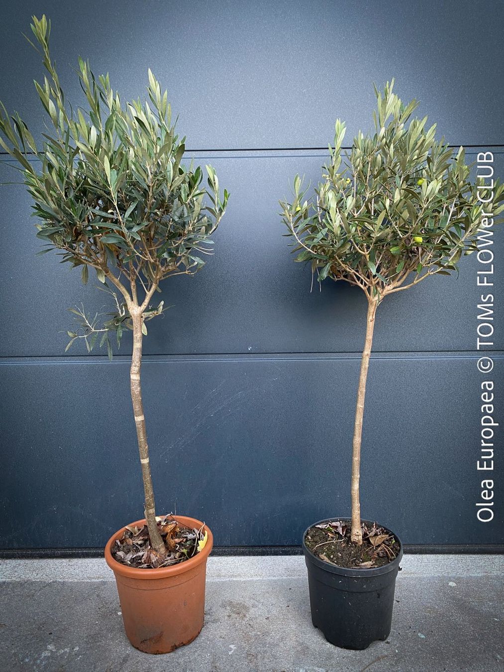 Pflanzen & Samen: Olivenbaum - Olea Europaea - schönes Bäumchen – Neu und originalverpackt aus Adliswil von astom369 7