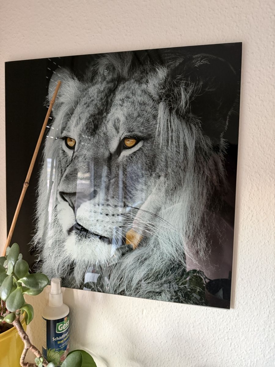 Foto & Immagini: Bild Lowe Glasdruck – Usato da Brüttisellen venduto da zweiachtzehnover