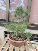 Pinus Sylvestris Rohmaterial Bonsai