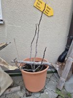 Bergfeige - Dalmatie - Ficus carica 2023
