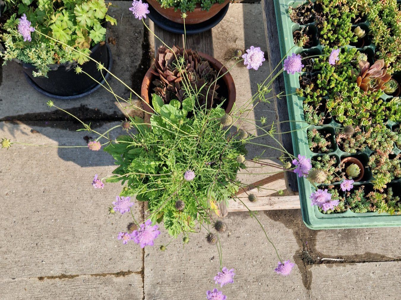 Pflanzen & Samen: Balkon-/Gartenpflanze: Tauben Skabiose – Gebraucht aus Münchenbuchsee von Aare22 3