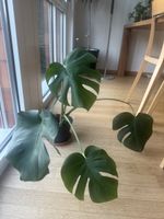 Monstera Deliciosa Zimmerpflanze