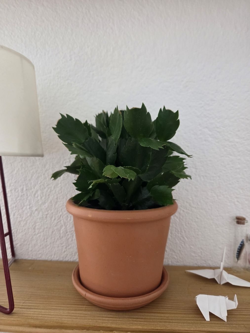 Pflanzen & Samen: Kleine Zimmerpflanze - Weihnachtskaktus 💚🌸 – Gebraucht aus Basel von fecgiulia
