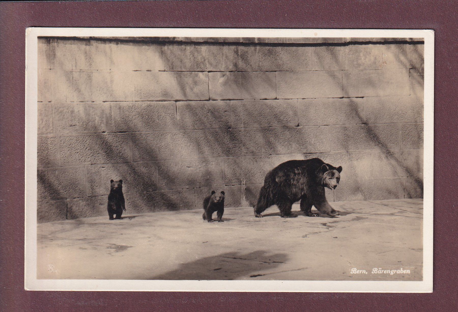 Cartes postales: BERN - Bärengraben – D'occasion à Pully par nicecards