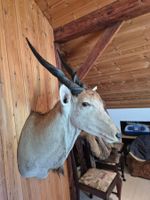 Trophée chasse éland du Cap / Elenantilope Jagdtrophäe