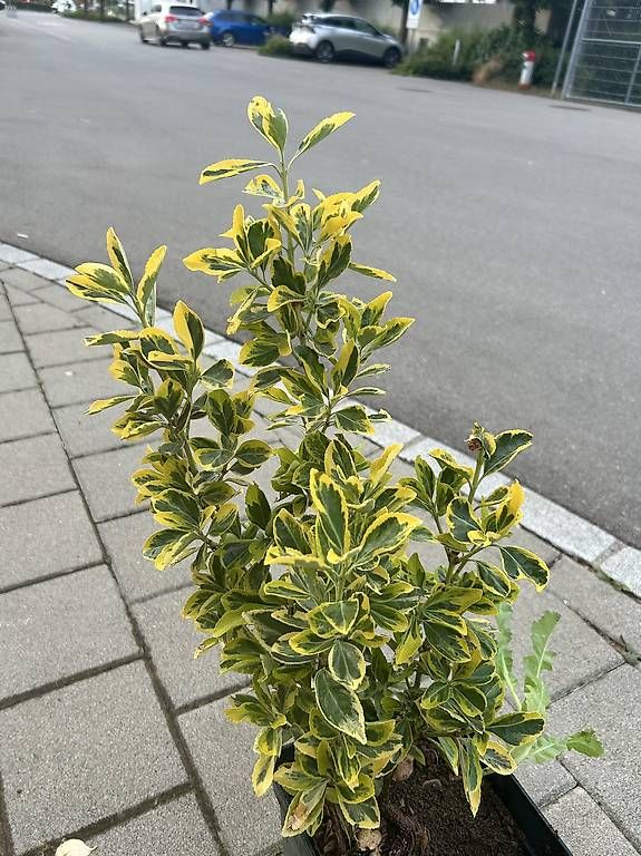 Piante & sementi: Japanischer Spindelstrauch  – Usato da Frauenfeld venduto da Irene.Schuppli 2