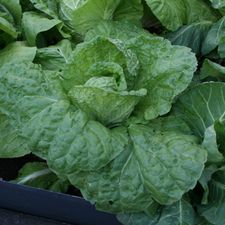 Profile image of Schmid0_11