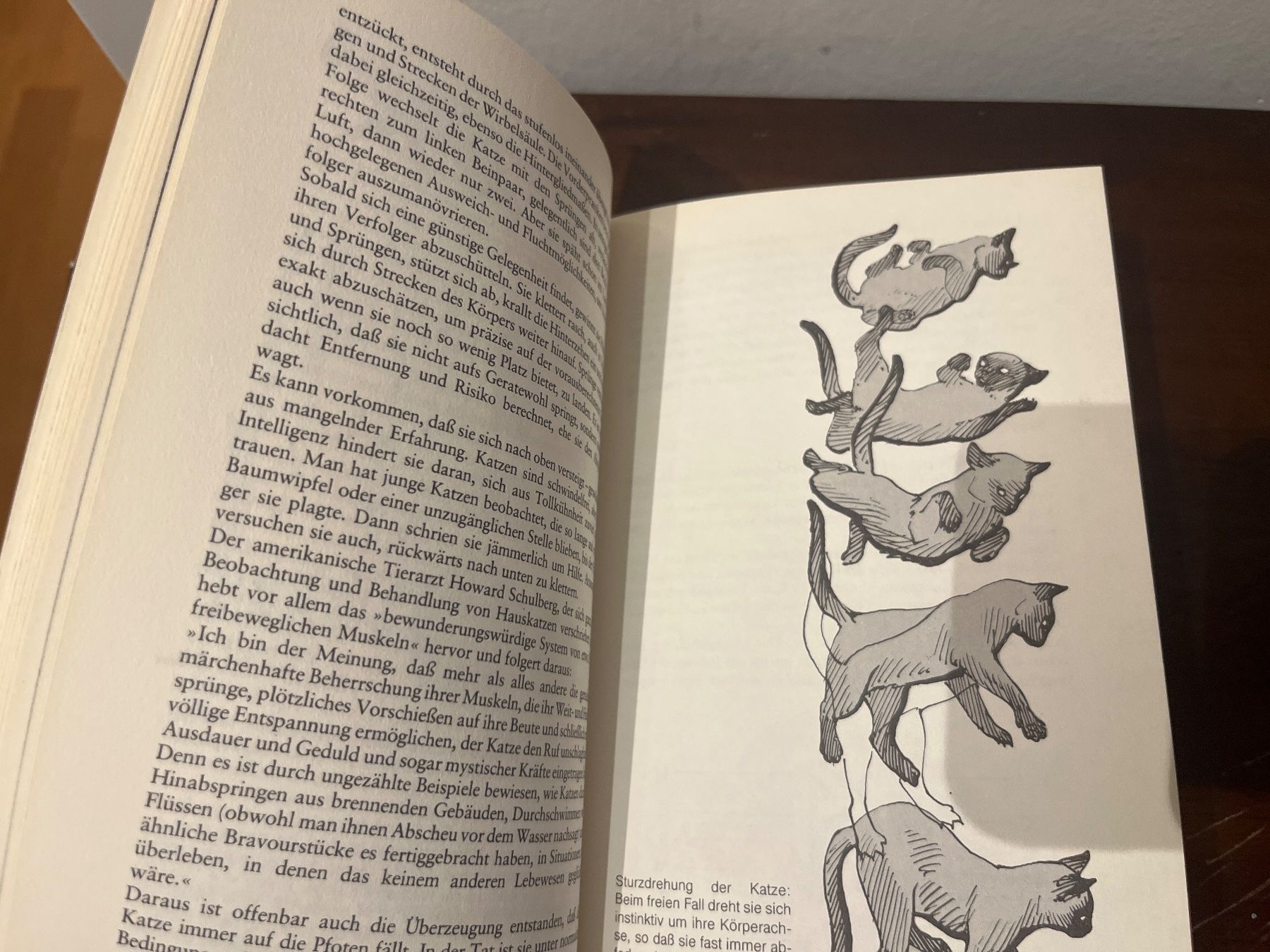 Libri: Buch - Knaurs Katzenbuch, Walter Schneider – Usato da Luzern venduto da Jiggy_8898 5