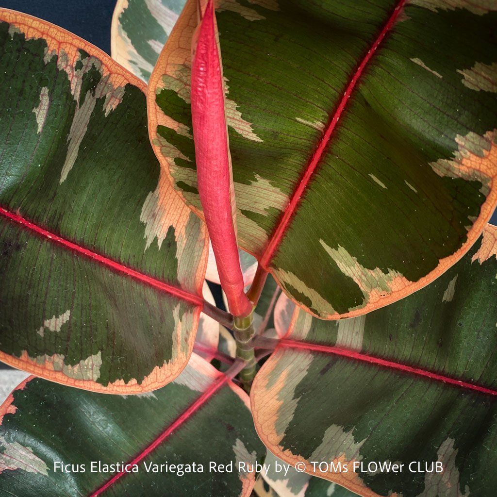 Piante & sementi: Ficus Elastica Variegata Red Ruby - ein absoluter Blickfang – Nuovo e nell'imballaggio originale da Adliswil venduto da asTOMas963 1