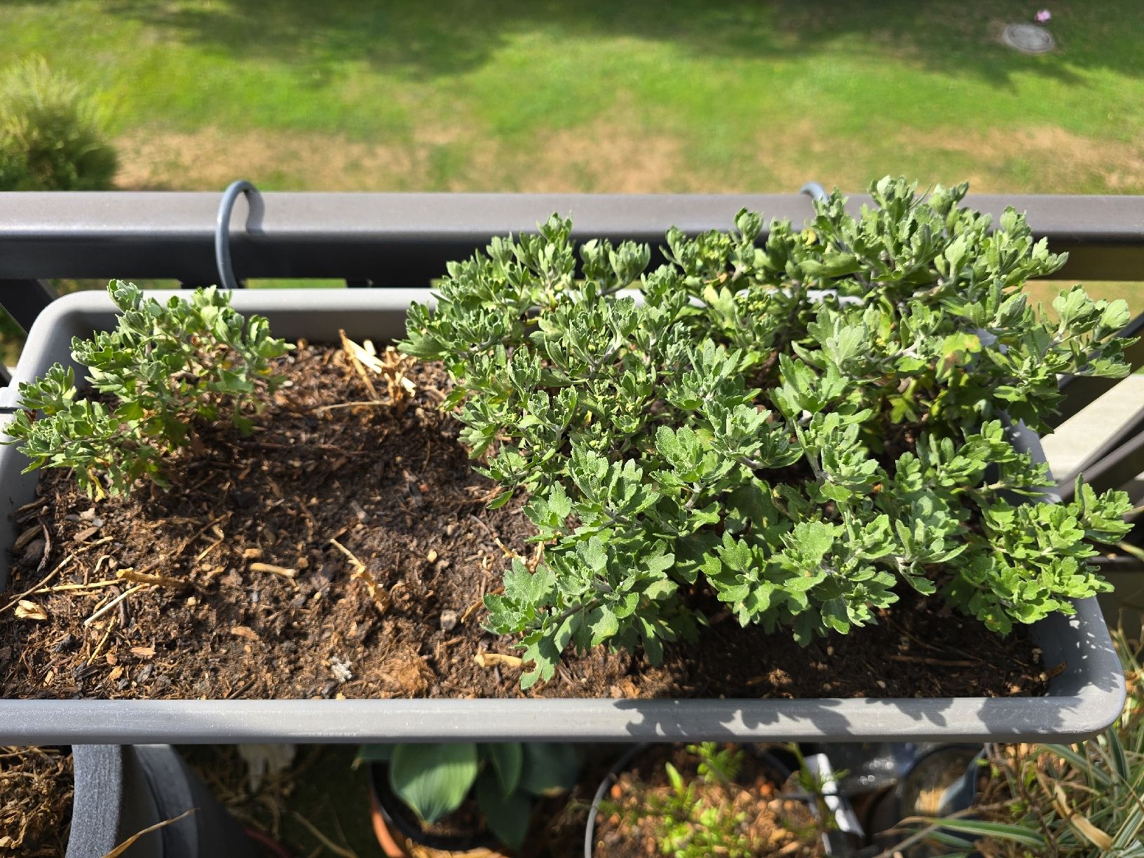 Piante & sementi: Winterharte Chrysanthemen im Elho Topf – Usato da Rickenbach b. Wil venduto da Kth_v8 1