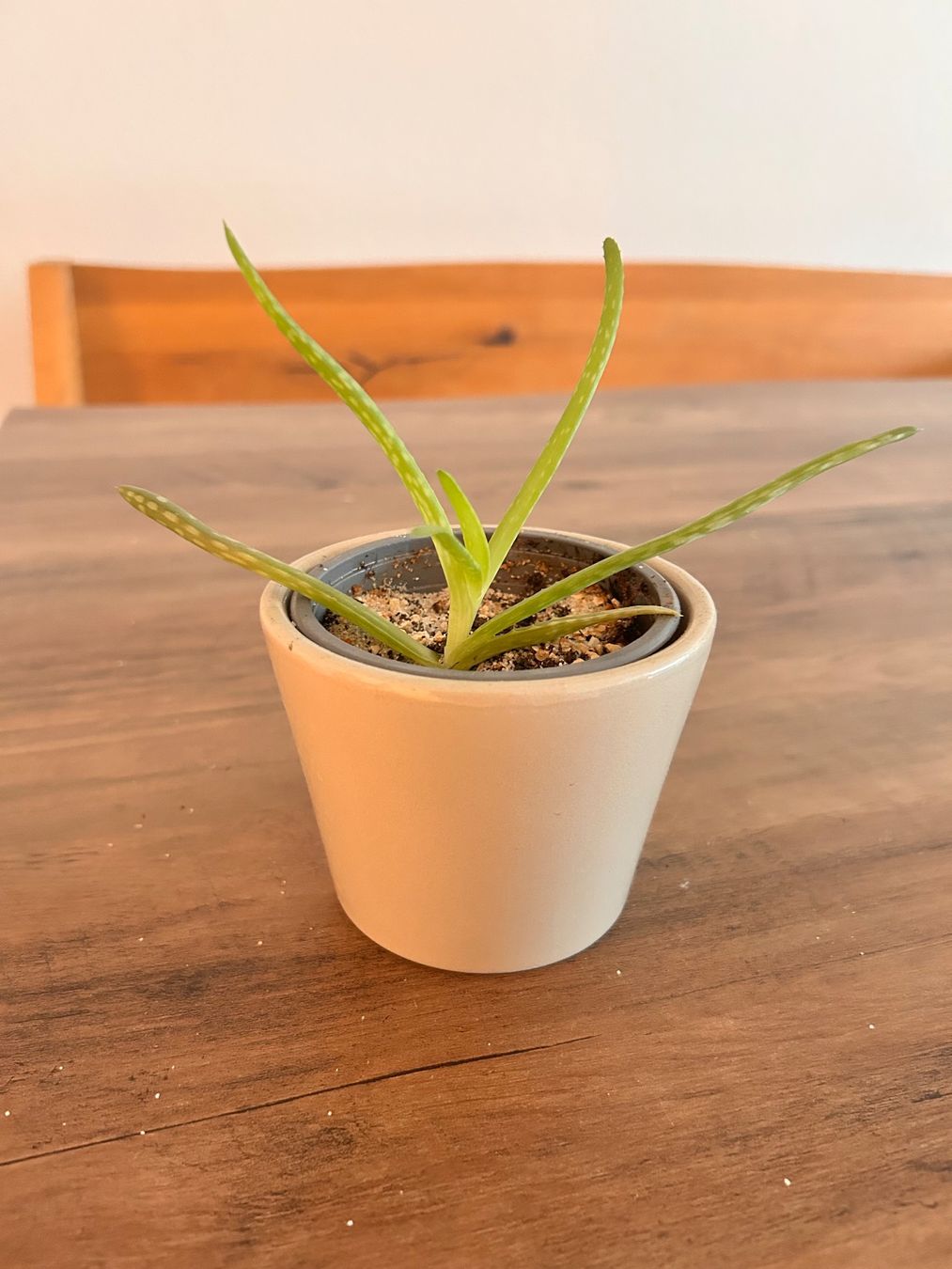 Piante & sementi: Echte Aloe Vera Pflanze im Topf – Usato da Hirzel venduto da ver_rxz8