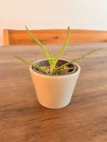 Echte Aloe Vera Pflanze im Topf