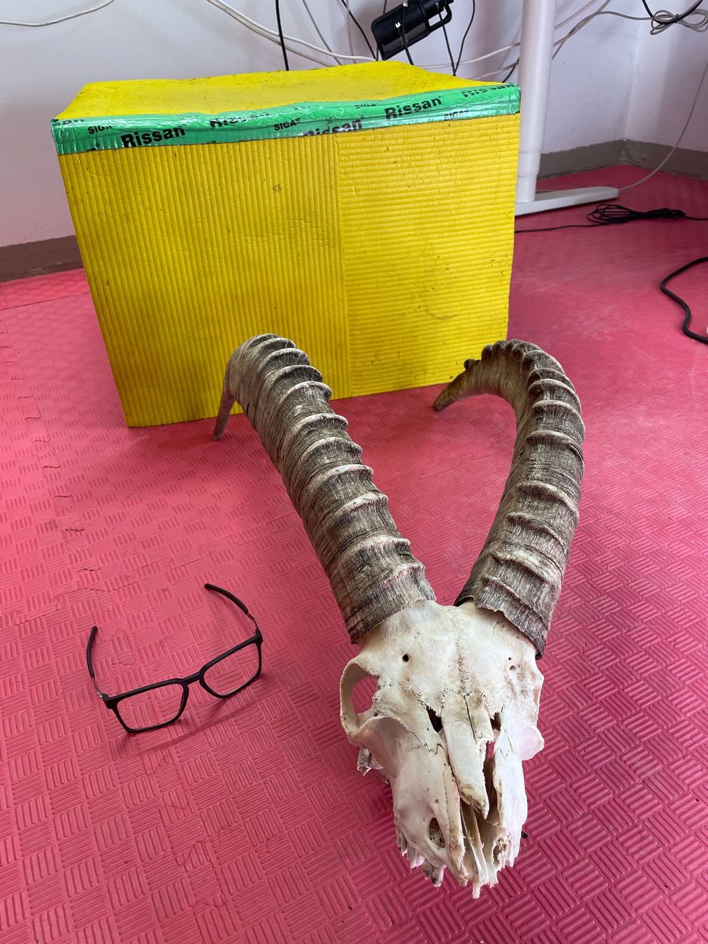Altre raccolte & rarità: Steinbock Geweih – Usato da Bichelsee venduto da Harrier0 2