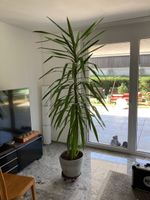 Grosse Yucca-Palme