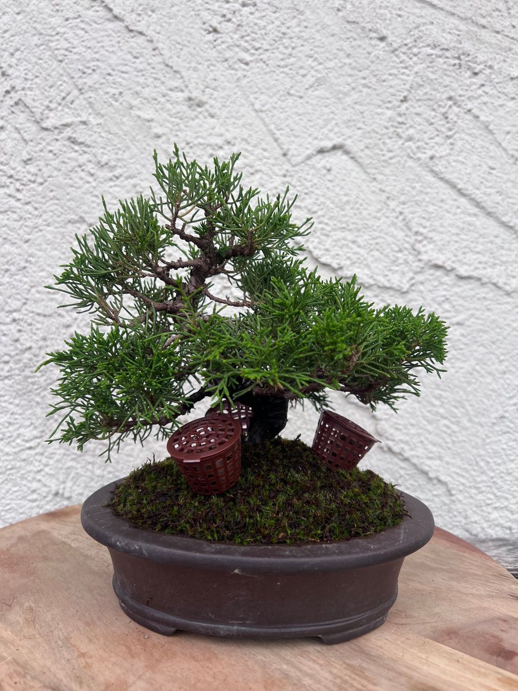 Plantes & graines: Juniper ‘Itoigawa’ Bonsai – D'occasion à Genève par dan_tt69 1