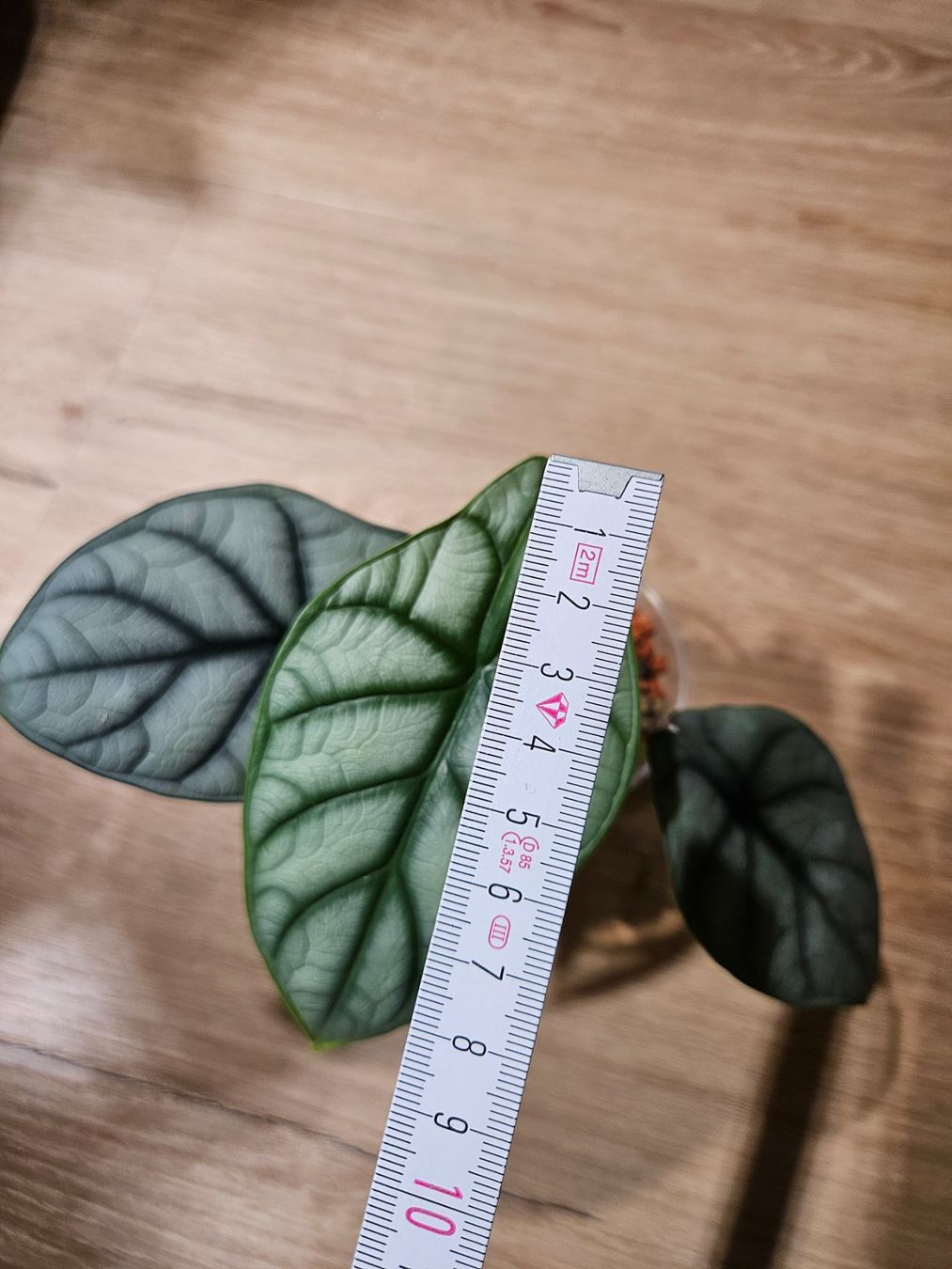 Piante & sementi: Alocasia Silver Dragon (small) – Usato da Buttikon SZ venduto da Jagoda87 1