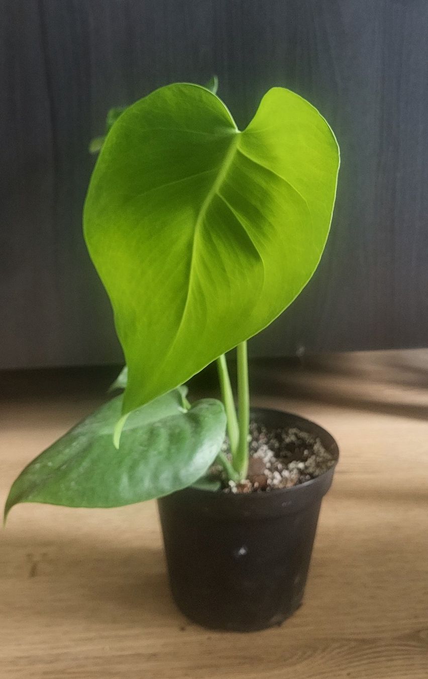 Piante & sementi: Monstera Deliciosa S/M – Usato da Pregassona venduto da maslud 1
