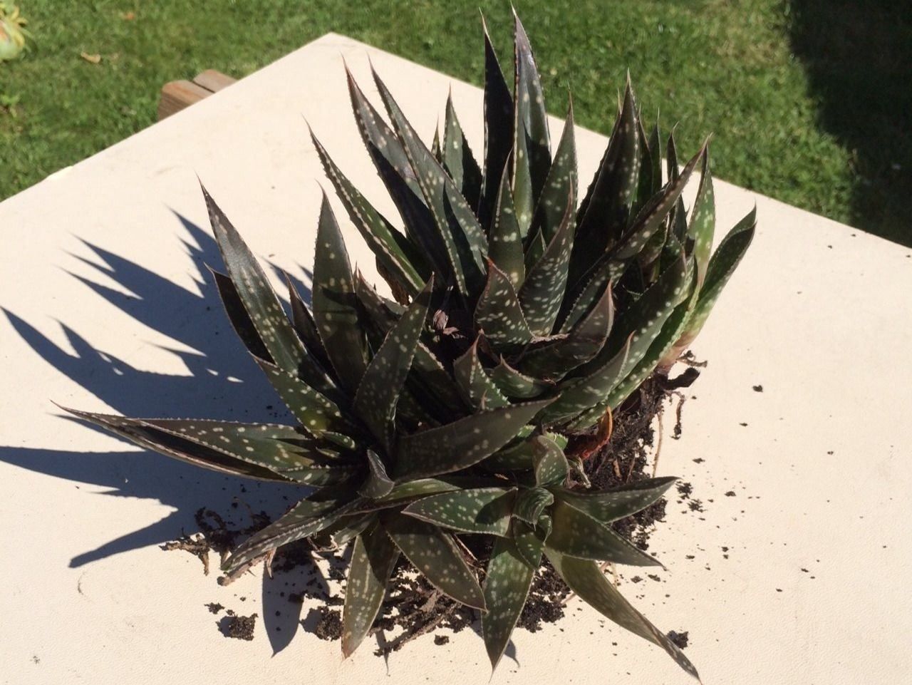 Piante & sementi: Haworthia – Nuovo (secondo la descrizione) da Vinelz venduto da Wellensittich55 2