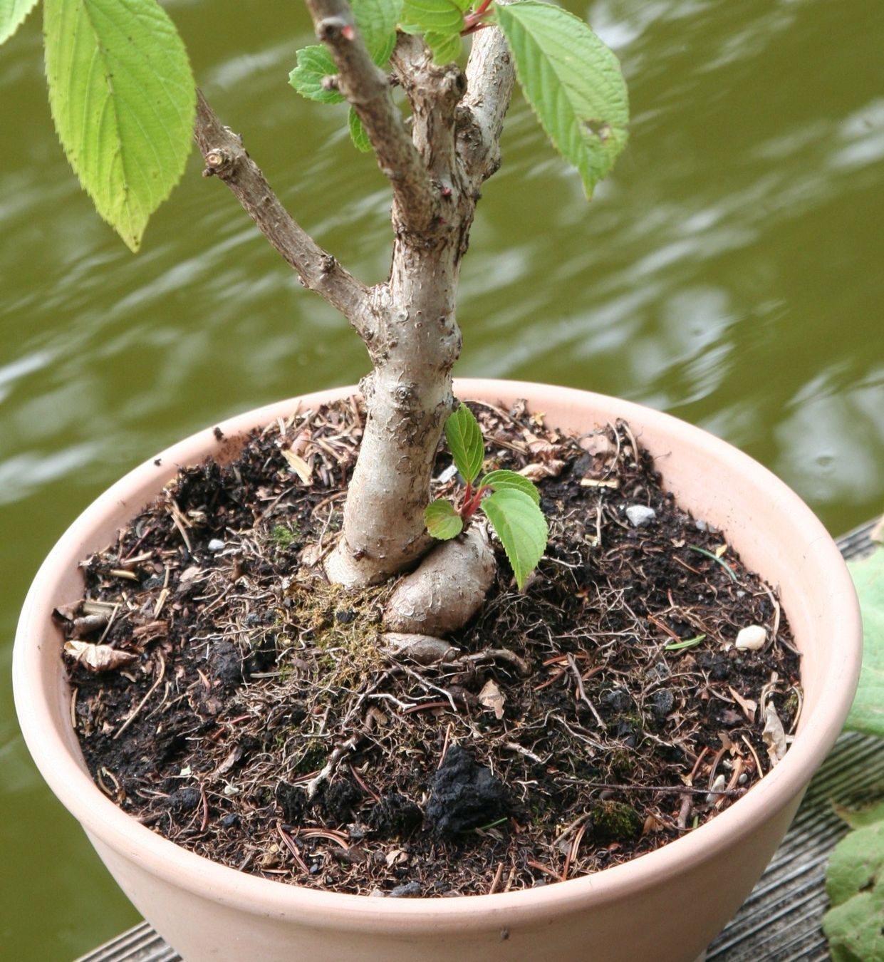 BONSAI - Winter-Schneeball (Neu (gemss Beschreibung)) in Gretzenbach fr  CHF 62  nur Abholung auf Ricardo kaufen