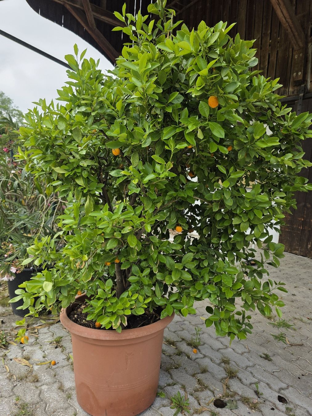 Pflanzen & Samen: Calamondin Pflanze / Baum – Neu (gemäss Beschreibung) aus Uster von Cruleye 6