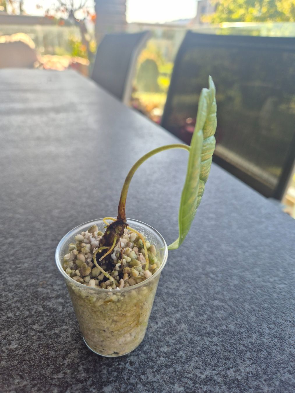 Piante & sementi: Alocasia Platinum – Usato da Urtenen-Schönbühl venduto da Pflanzenherberge 1