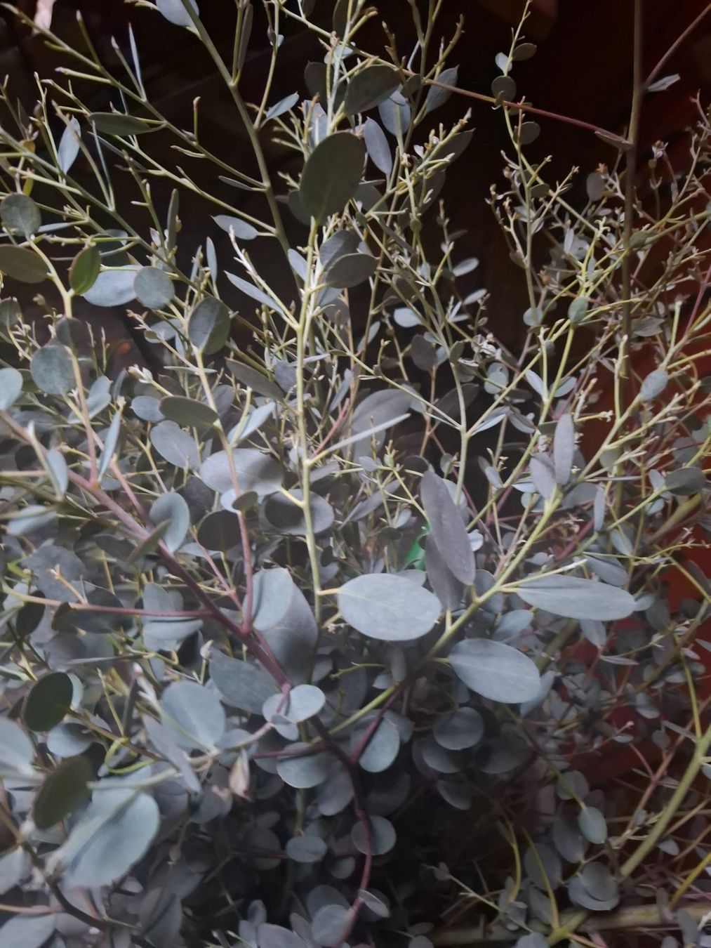 Plantes & graines: Eukalyptus Zweige – D'occasion à Zürich par esap 1