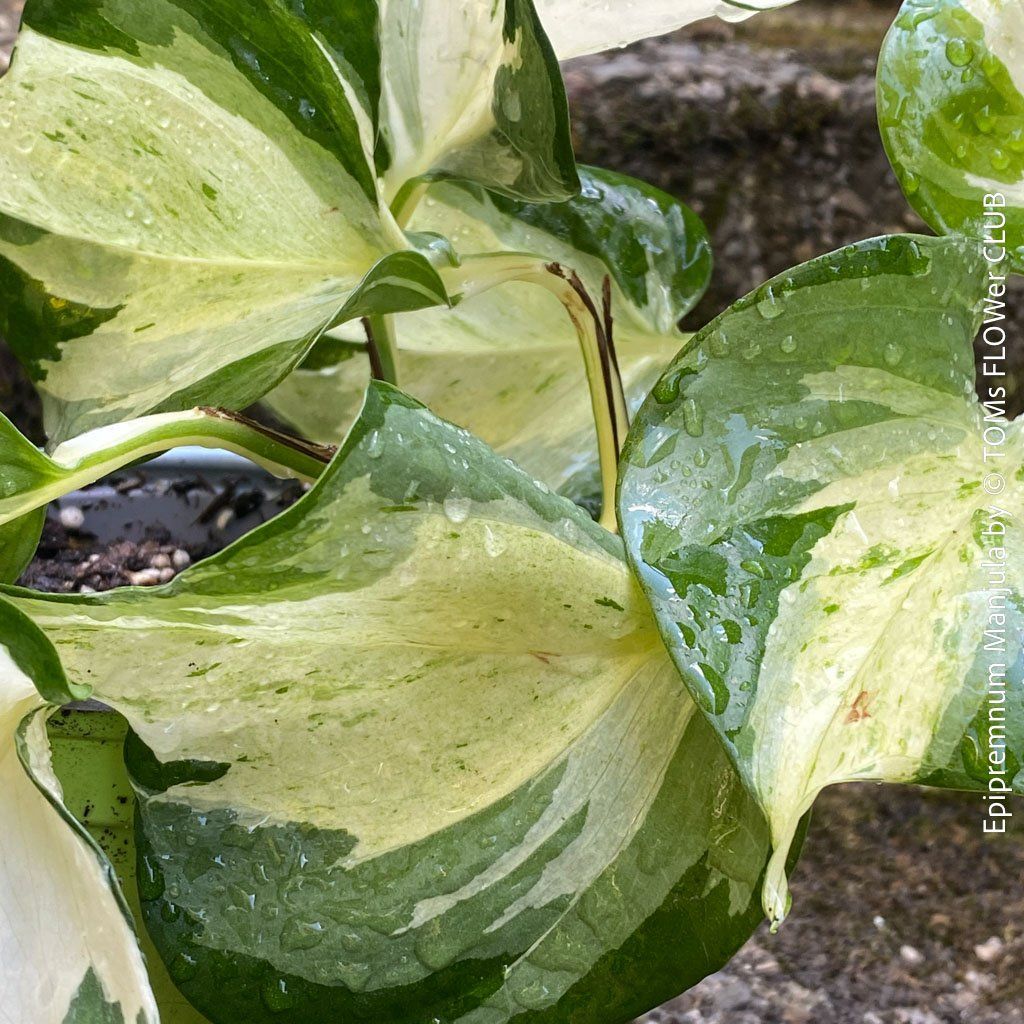 Piante & sementi: Epipremnum Manjula - sie wird Dich verzaubern... 100% Bio – Nuovo e nell'imballaggio originale da Adliswil venduto da astom369 3