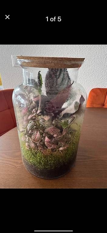 Tutte le decorazioni: Wunderschönes Terrarium  Fast neu  Pflegeleicht – Usato da Zürich venduto da fysikos6