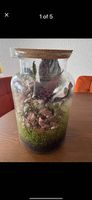 Wunderschönes Terrarium  Fast neu  Pflegeleicht