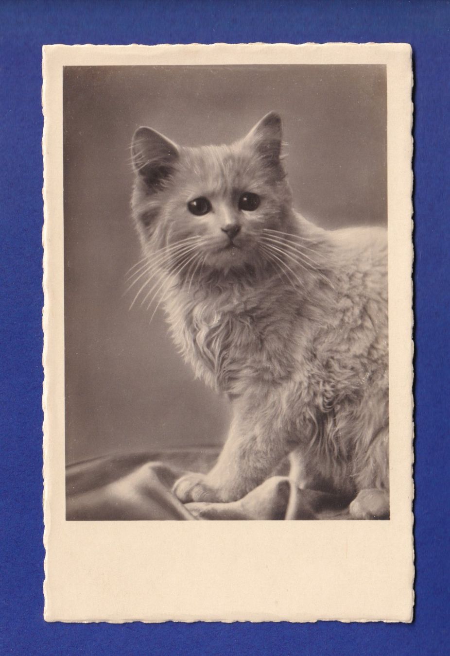Ansichtskarten: CHAT – Gebraucht aus Pully von nicecards-shop