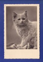 CHAT