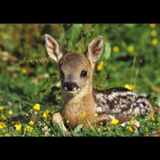 Profile image of bambi1234