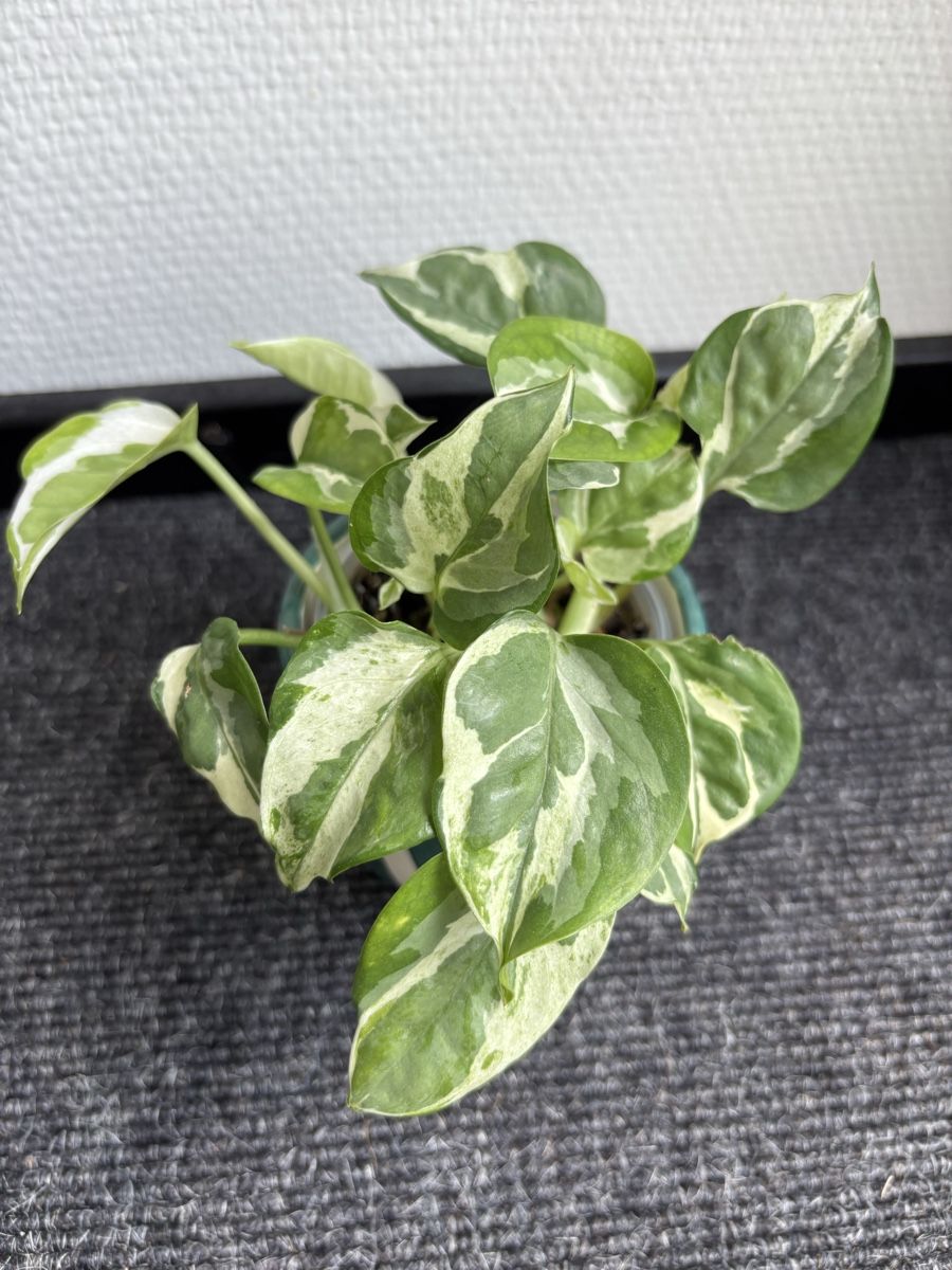 Piante & sementi: Epipremnum aureum 'Pearls and Jade' – Usato da Alpnach Dorf venduto da lisa_plants
