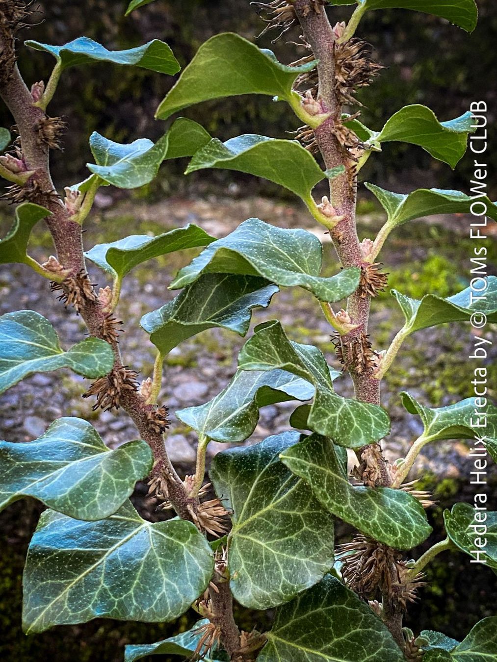 Piante & sementi: Hedera Helix Erecta - architektonischer Efeu – Nuovo e nell'imballaggio originale da Adliswil venduto da asTOMas963 5