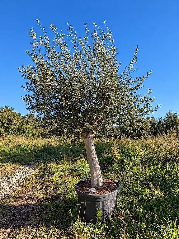 Piante & sementi: Olivenbaum "Olea Europea 8 "winterhart" – Nuovo e nell'imballaggio originale da Zuckenriet venduto da Thur_Plant 2