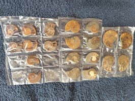 10 Paar Ammoniten opalisiert 15mm, 20mm, 25mm Set 61