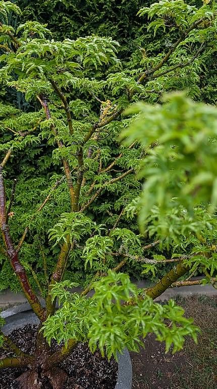 Piante & sementi: Löwenkopf Ahorn Fächerahorn – Usato da Schlatt TG venduto da aigent7