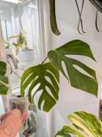 Monstera Deliciosa Sierrana