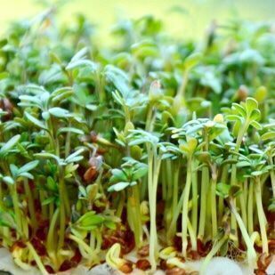 Piante & sementi: 200 SAMEN Bio KRESSE – Nuovo e nell'imballaggio originale da Rovio venduto da POSITIFFARTandPLANTS 3