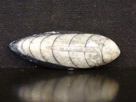 Versteinerter Fisch Fossil ORTHOCERAS MAROKKO Tintenfisch