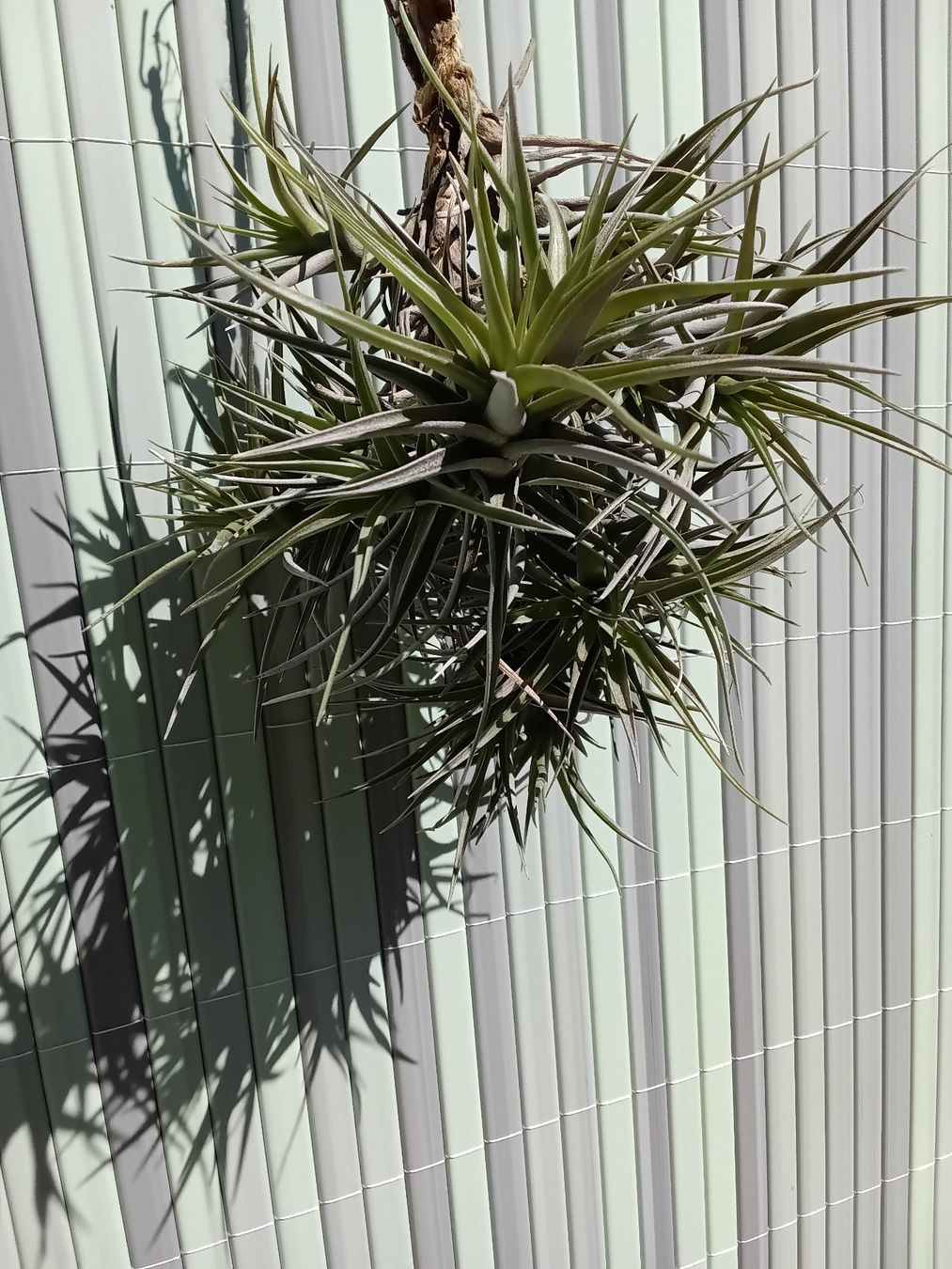 Piante & sementi: Tillandsia bergeri – Nuovo (secondo la descrizione) da Erlach venduto da Tobago25 2
