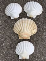 „MUSCHELN“