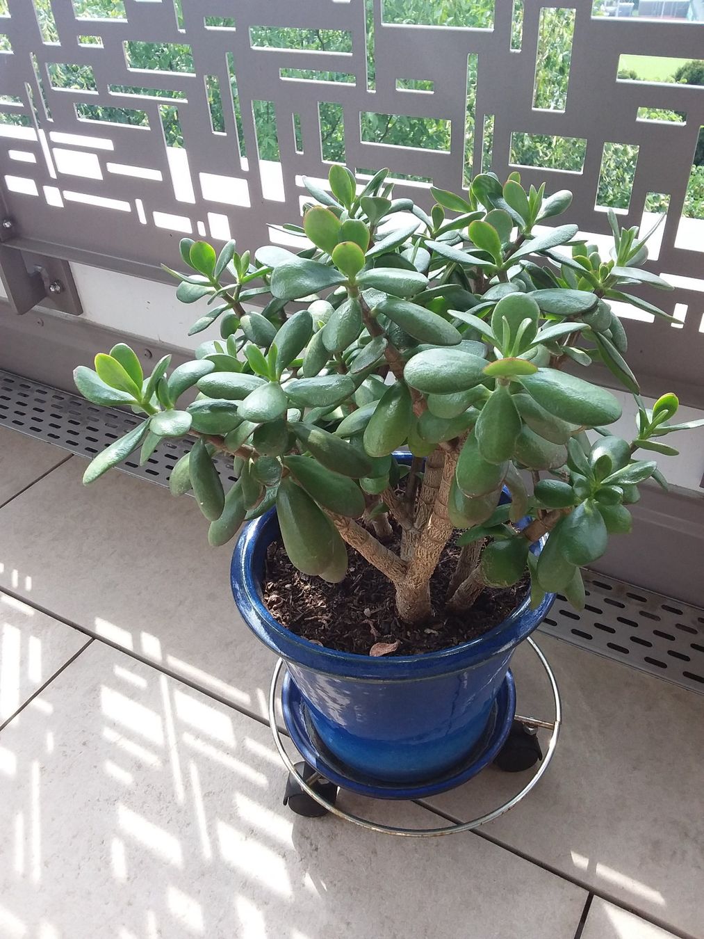 Piante & sementi: CRASSULA OVATA HOBBIT mit Topf – Usato da Uitikon Waldegg venduto da Risibisi7 3